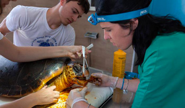 Chiude il Centro di recupero tartarughe marine di Brancaleone: in 12 anni salvati oltre 600 esemplari