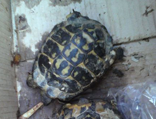 Calabria: Trovati con 2 tartarughe in via d'estinzione, denunciati