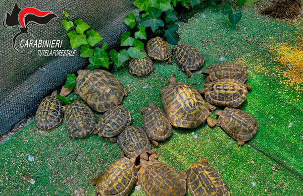 Tartarughe nel giardino di casa, sequestrati 23 esemplari a Cirò 