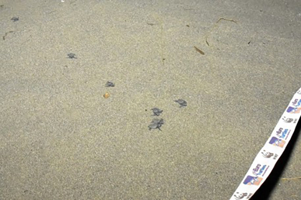Schiusa tartarughe Caretta Caretta sulla spiaggia di Sibari, venuti alla luce 50 esemplari
