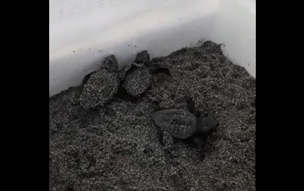 Quattordici uova di tartaruga “Carretta Carretta” salvate da mareggiata schiudono dal nido di Nocera Terinese