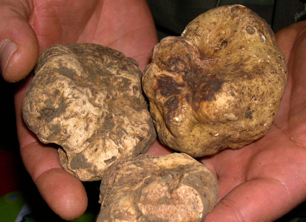 Calabria: Dal Pollino alle Serre a scuola di tartufi