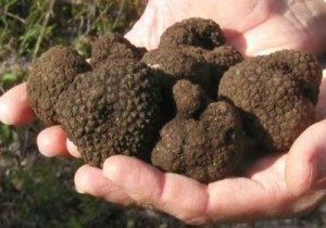 Calabria: Workshop sul tartufo calabrese a Soveria Mannelli