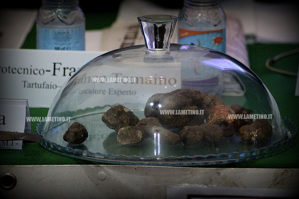 tartufo1.jpg