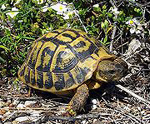 Sequestrati 171 esemplari di tartaruga Testudo Hermanni da Carabinieri e Guardie Ecozoofile Crotone