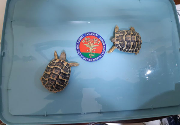 Cercano di vendere testuggini a rischio estinzione, denunciati nel Vibonese