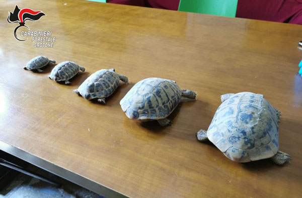 Aveva in casa esemplari di testuggini protette, denunciato a Mesoraca