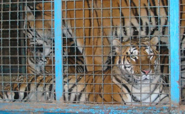 Supera recinto tigri del circo e viene aggredito, un ferito grave a Reggio Calabria
