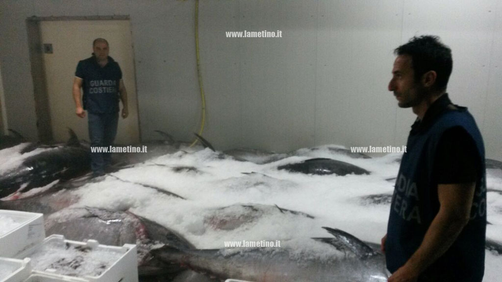 Guardia costiera ferma Tir a svincolo Falerna, sequestrati oltre 6000 kg di tonno 