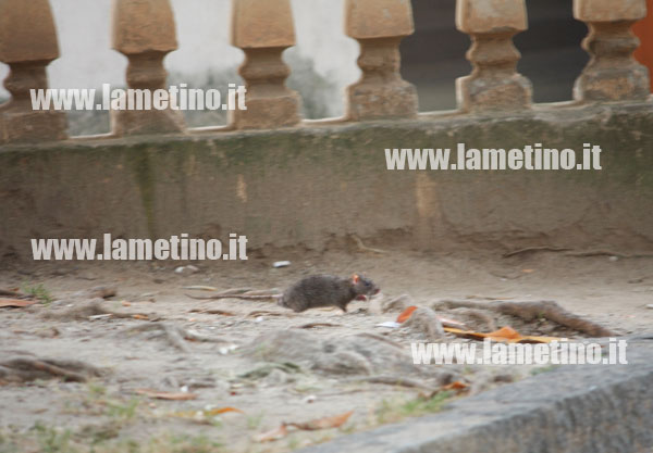 topi-corso-numistrano-2.jpg