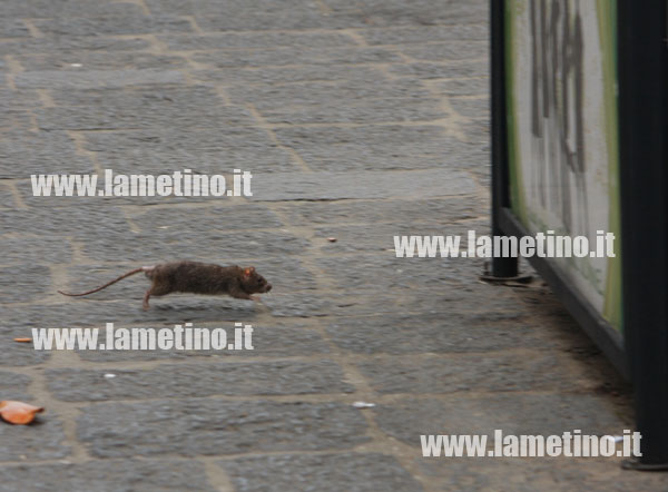 topi-corso-numistrano-4.jpg