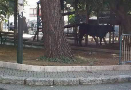 Toro semina panico a Reggio Calabria, abbattuto davanti sede Consiglio Regionale