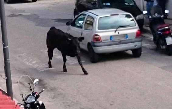 Toro abbattuto a Reggio, associazione animalista: doveva essere sedato, informeremo Procura
