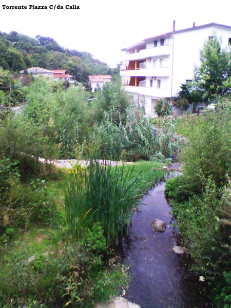 torrente-calia-mtl.jpg