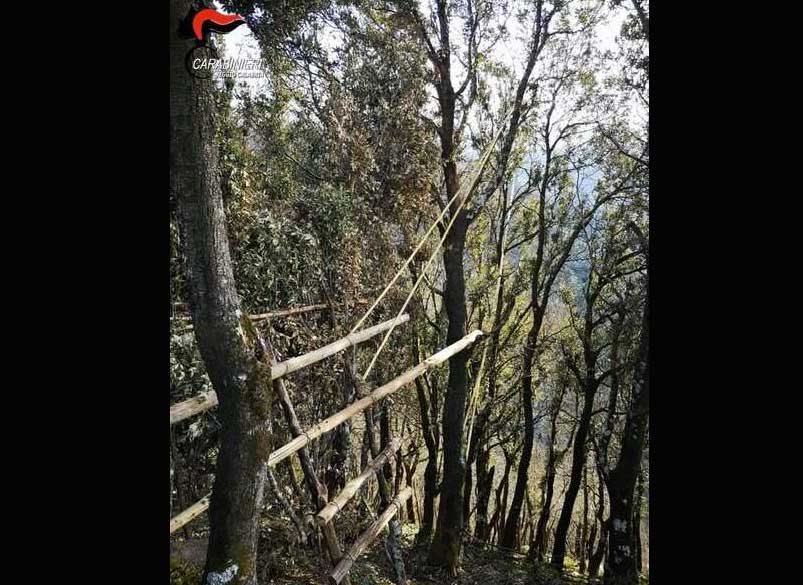 Controlli carabinieri nel Parco Nazionale Aspromonte contro reati ambientali, denunce