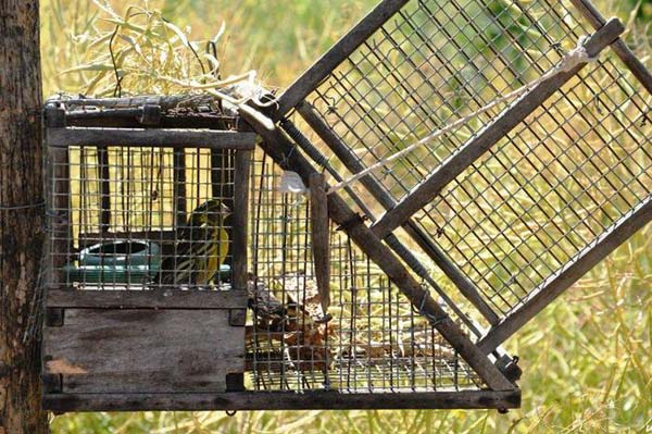 Piazza trappole per uccelli in orto, una denuncia nel cosentino