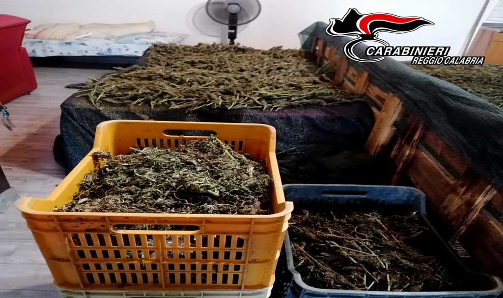Trasporto e lavorazione di marijuana in casolare nel Reggino, 4 arresti