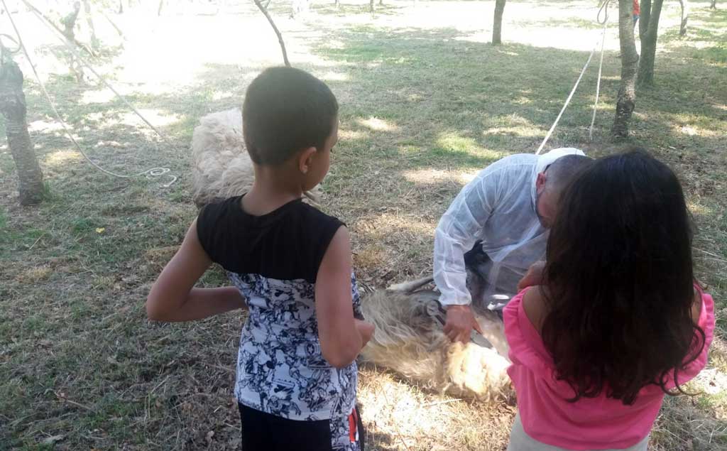 Secondo appuntamento di "Coltiviamo le tradizioni" del Reventino tra piantagione ortaggi e tosatura pecore