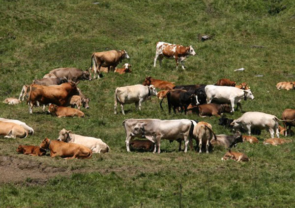 Coldiretti Calabria: siccità, è sos anche per il bestiame nel crotonese