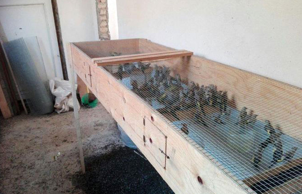 Operazione antibracconaggio: liberati oltre 500 uccelli protetti nel reggino, una denuncia - VIDEO