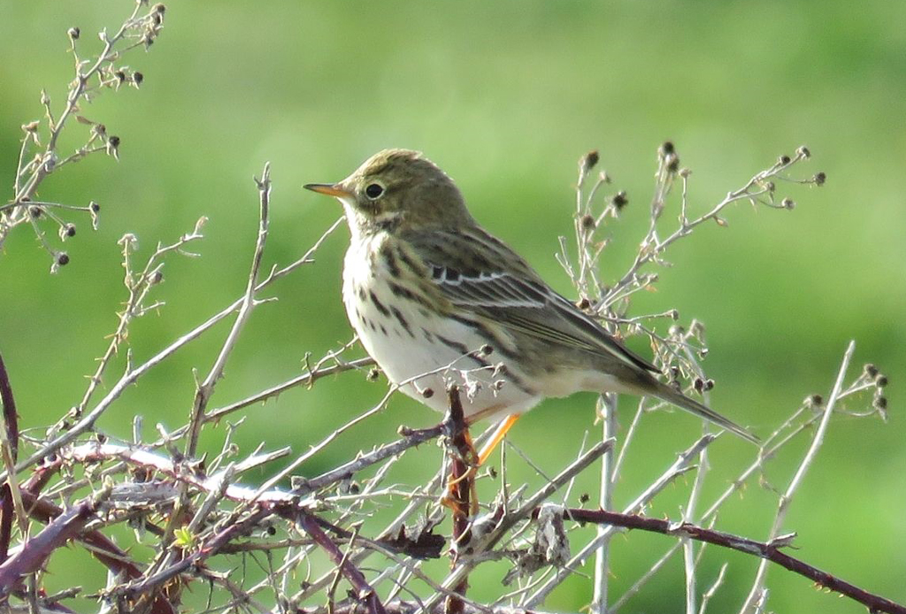 Abbatte specie particolarmente protetta, denunciato cacciatore in Sila