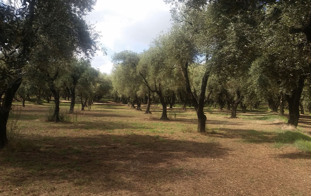 Consegnati 25 Presidi Nazionali Slow Food olio extra vergine di oliva, premiati anche produttori lametini
