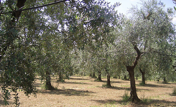 Confagricoltura: “Preoccupati per danni da maltempo agli uliveti”
