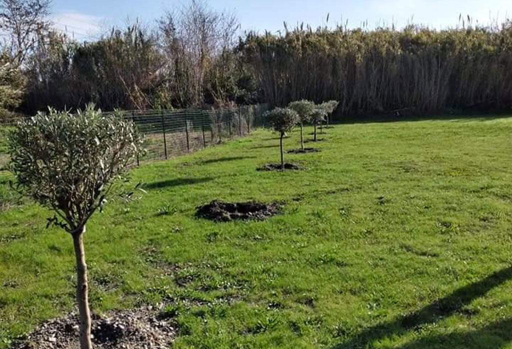 Lamezia, rubato uno degli ulivi piantati il 5 dicembre in memoria dei ciclisti in località Marinella