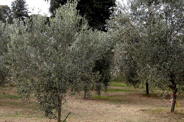 Emergenza siccità, contributi ad imprese olivicole calabresi colpite