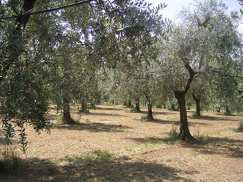 ulivi