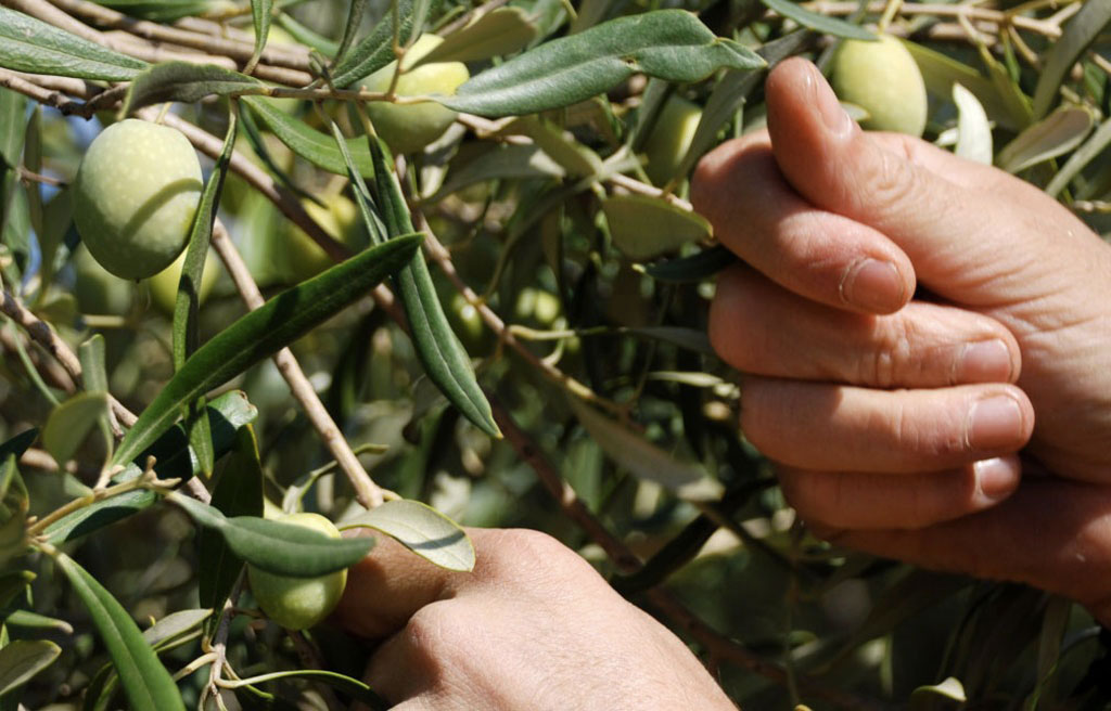Crisi mercato olio di oliva campagna 21/22, Apolc Op chiede convocazione tavolo filiera