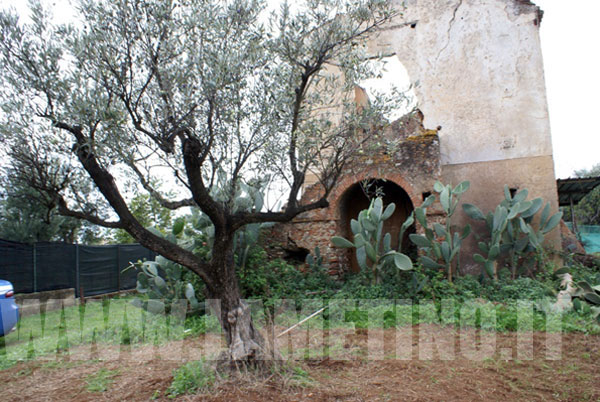 ulivo-e-casolare-adel-bruni-31-ott-2011