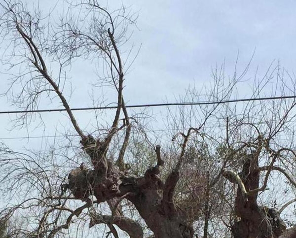 Incendiato ulivo secolare, era di ex Dg provincia Vibo Valentia