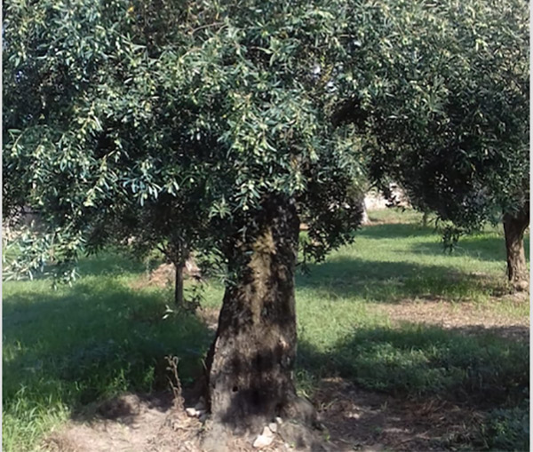 Frodi olio, Coldiretti Calabria: “Bene i controlli dei Nas per tutelare le aziende serie”