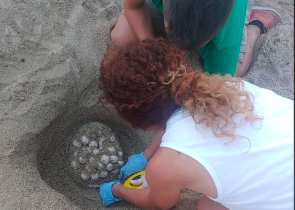 uova-caretta-caretta-soverto-2020.jpg
