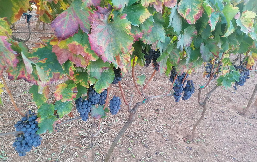 uva-vendemmia_41644.jpg
