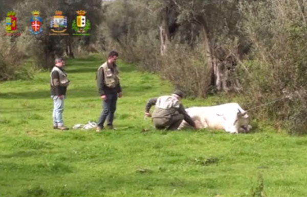 Contrasto alle vacche sacre, proseguono servizi della “Task Force” Interforze nel reggino