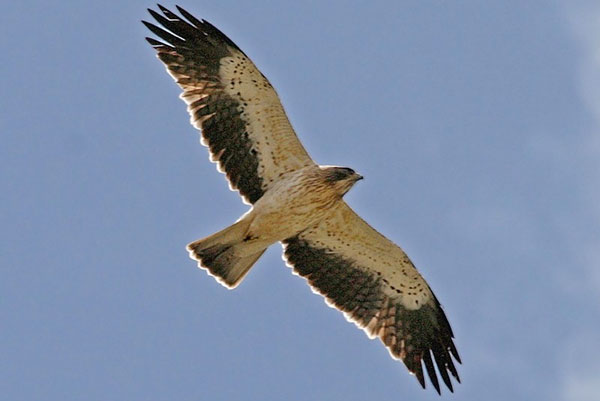Sei birder di Vicenza nella riserva Valli Cupe per osservare gli animali