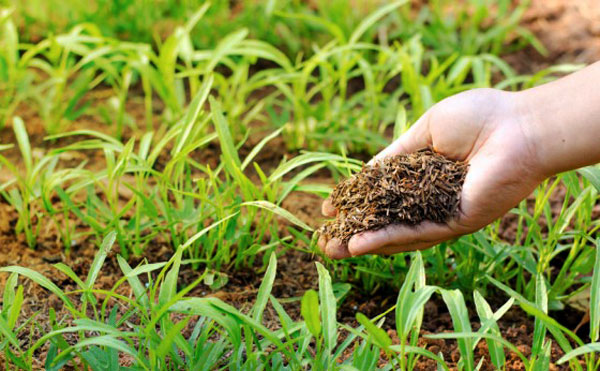 Ismea: imprenditoria femminile in agricoltura, al via estensione alle donne delle agevolazioni