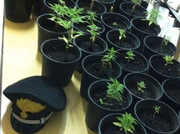 Calabria: Droga, coltivava canapa indiana in casa abbandonata, arrestato 
