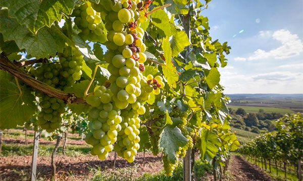Vendemmia 2021, incrementi produttivi in Calabria