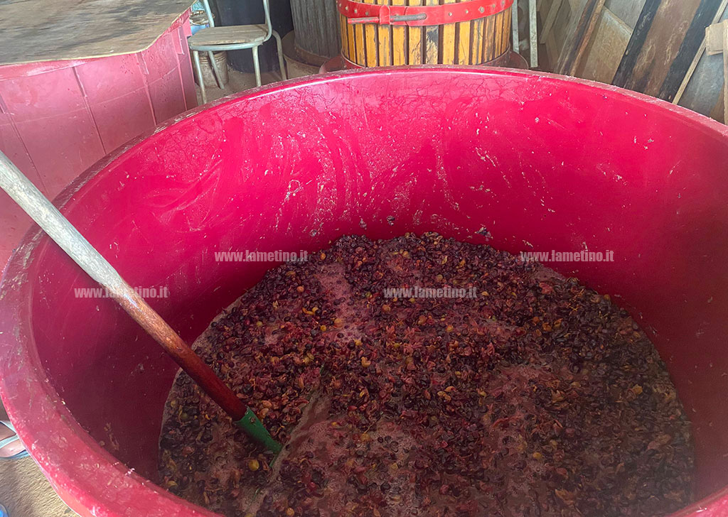 vendemmia_fde59.jpg
