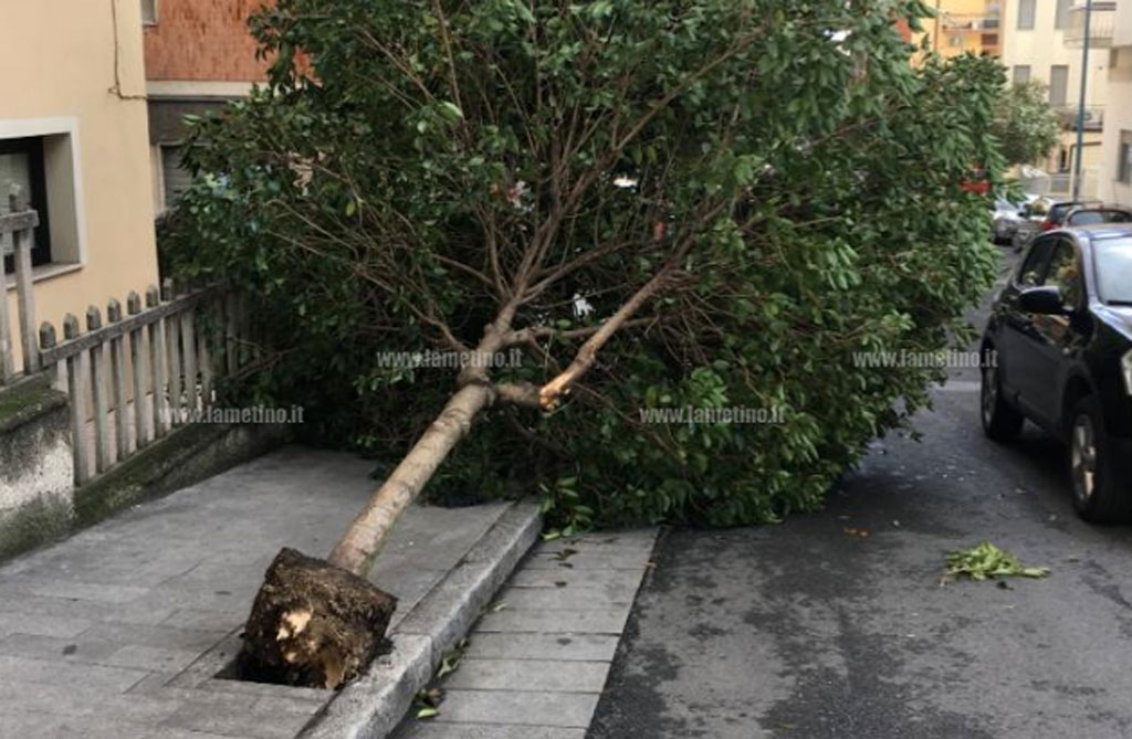 Lamezia, vento sradica albero in via dei Mille