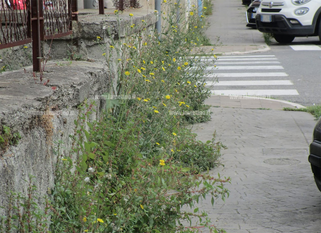 verde-2024-05-09-alle-09.32.35_ce7c1_cc2af.jpg