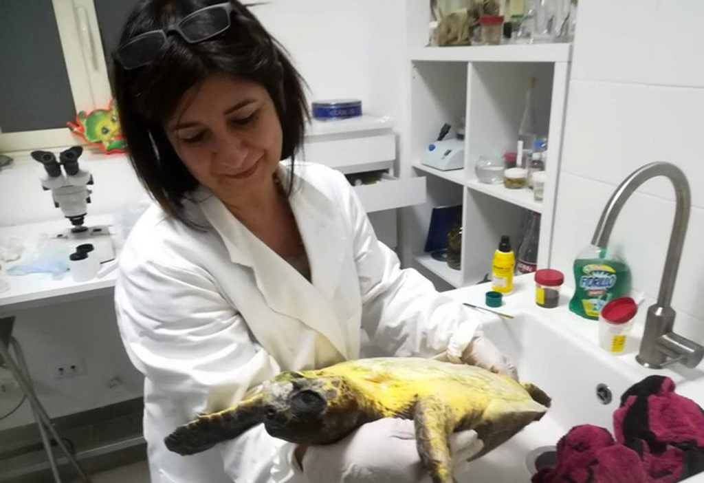 Veterinaria catanzarese premiata per impegno in salvaguardia specie marine 