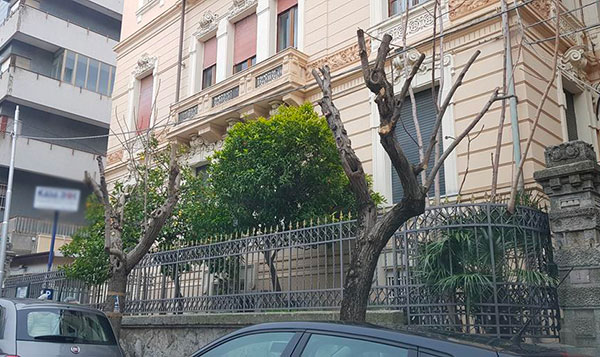 "Scempio potatura alberi a Catanzaro", Legambiente diffida l'amministrazione comunale