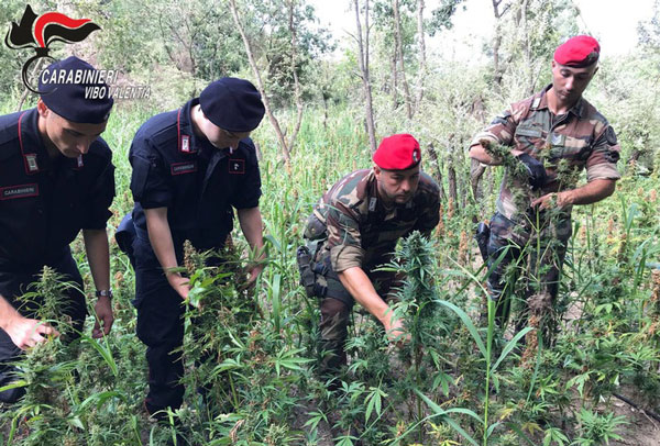 Scoperta piantagione e deposito di cannabis nel vibonese 