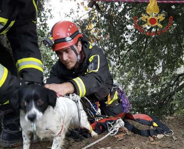 Vigili del fuoco salvano cane caduto in un dirupo a Borgia