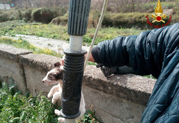 Cuccioli abbandonati in discarica rifiuti a Catanzaro, salvati dai vigili del fuoco