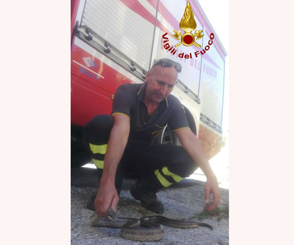 Serpente nella canna fumaria di un'abitazione recuperato dai Vigili del fuoco a Paola